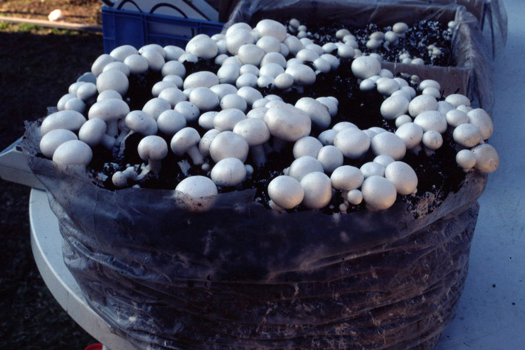 Agaricus bisporus